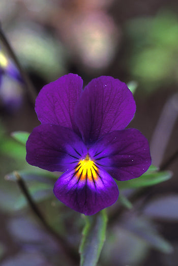 Learning and Growing from Anger and Resentment