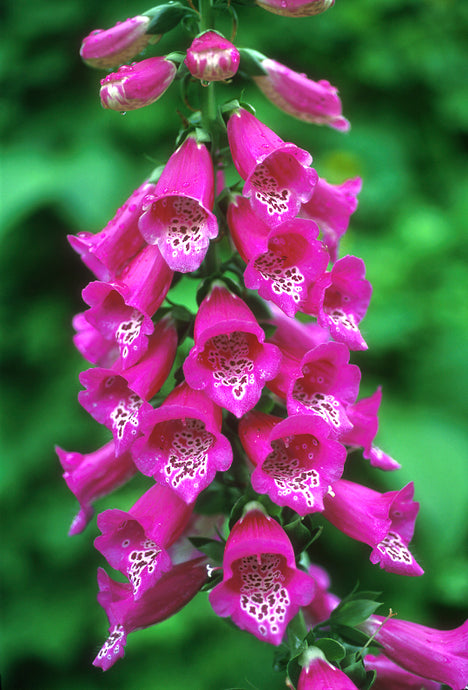 Foxglove ~ Love is bigger than fear