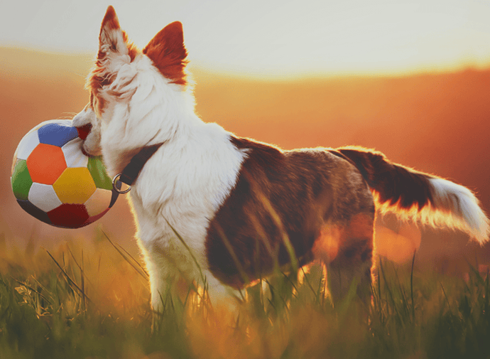 Animals and July 4th Fireworks