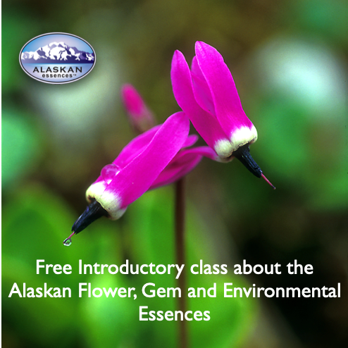 Free Introductory Class Nov 19, 2025: Alaskan Flower, Gem and Environmental Essences