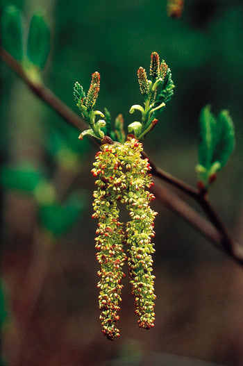 Alder - <i>Alnus crispa</i>