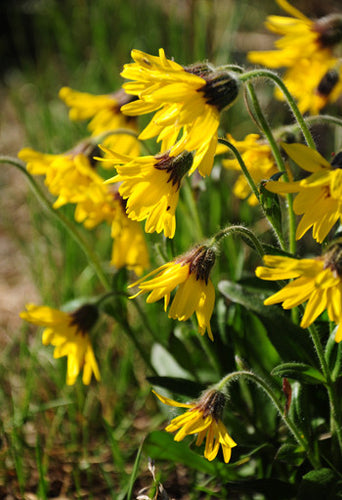 Alpine Arnica