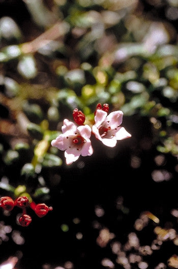 Alpine Azalea