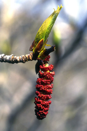 Balsam Poplar