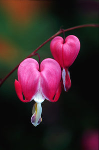 Bleeding Heart