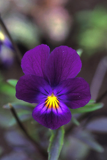 Blue Elf Viola