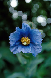 Blue Poppy