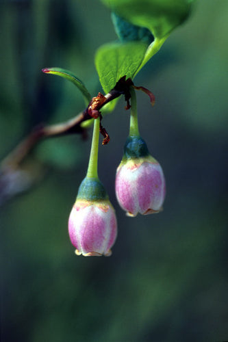 Bog Blueberry