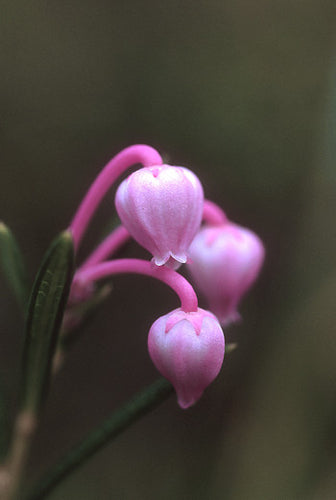 Bog Rosemary