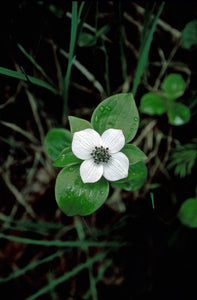 Bunchberry