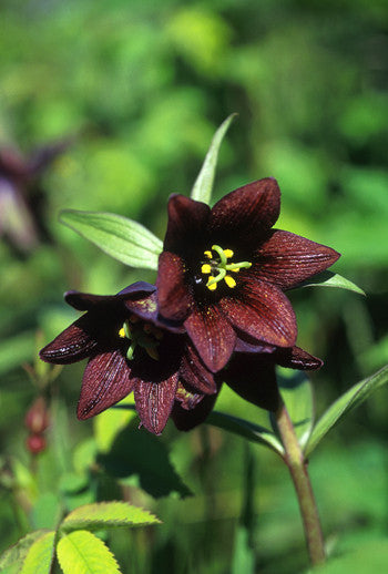 Chocolate Lily