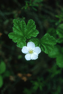 Cloudberry