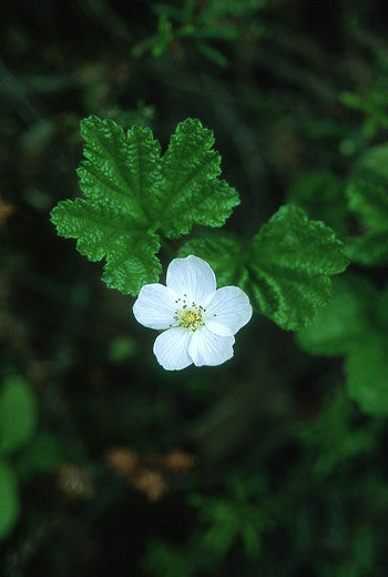 Cloudberry