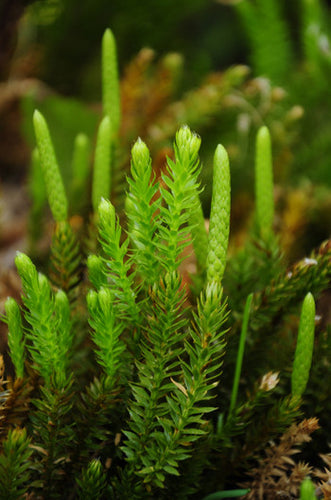 Club Moss