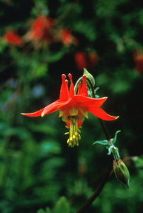 Columbine