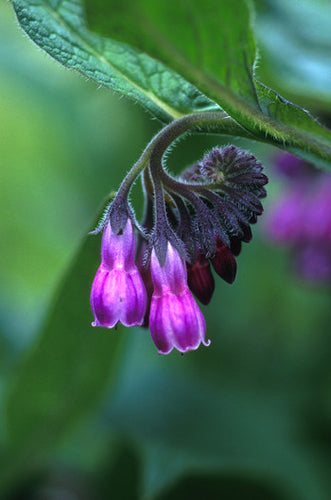 Comfrey