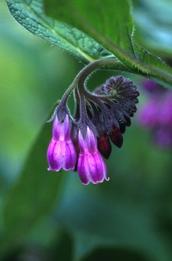 Comfrey