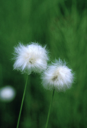 Cotton Grass