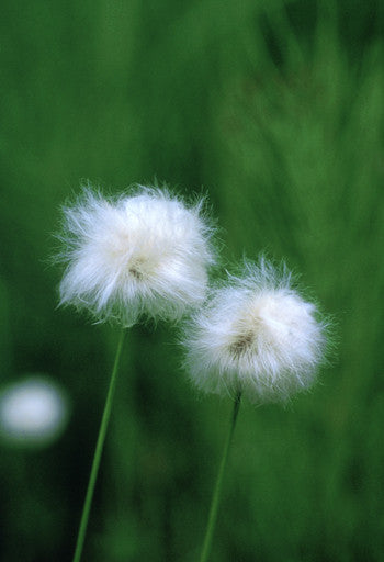 Cotton Grass