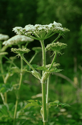 Cow Parsnip