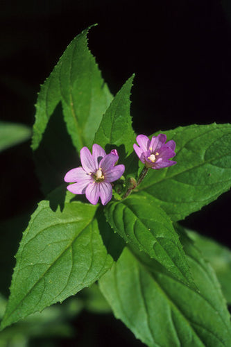 Dwarf Fireweed