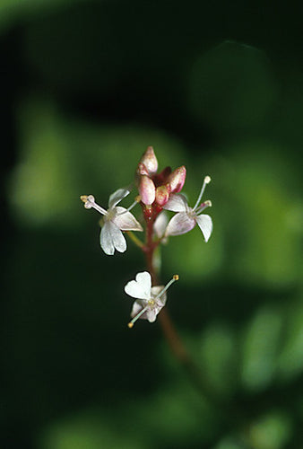 Enchanter's Nightshade