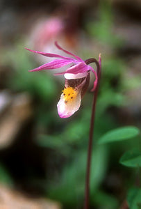 Fairy Slipper