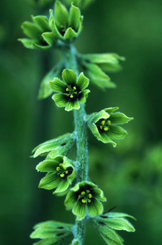 False Hellebore