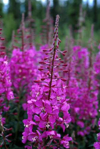 Fireweed