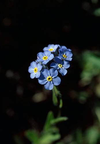 Forget-Me-Not