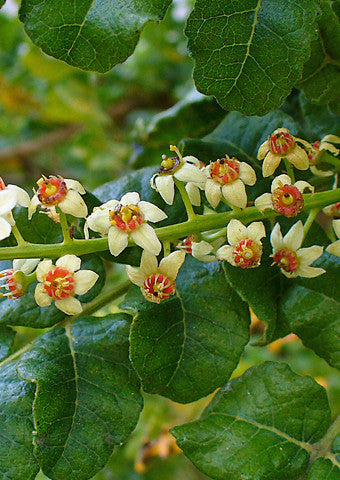 Frankincense Hydrosol