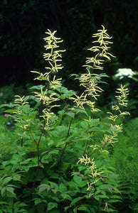 Goatsbeard