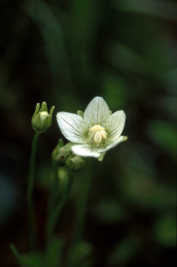 Grass of Parnassus