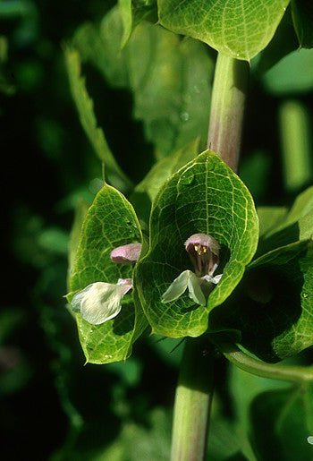 Green Bells of Ireland