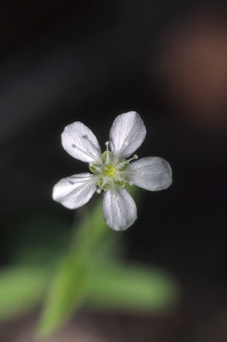 Grove Sandwort