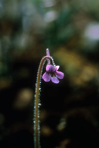 Hairy Butterwort