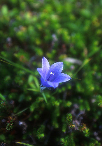 Harebell