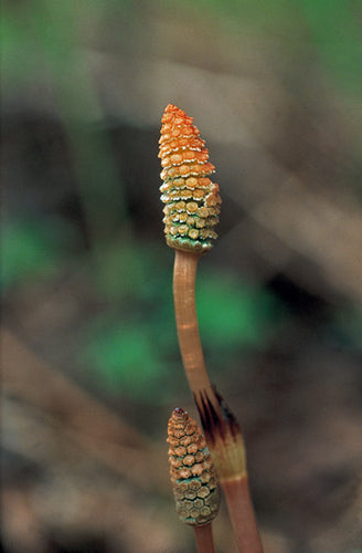 Horsetail