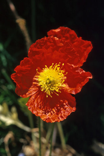 Icelandic Poppy