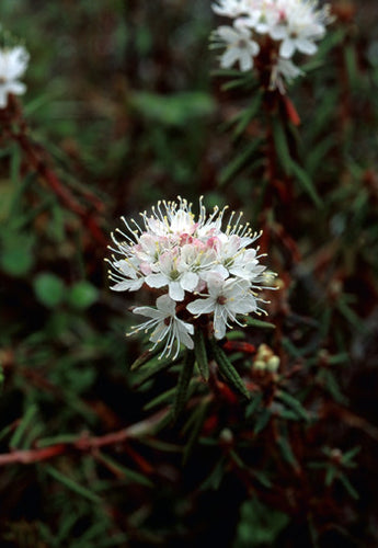 Labrador Tea