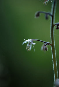 Lace Flower