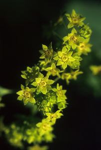 Ladies' Mantle