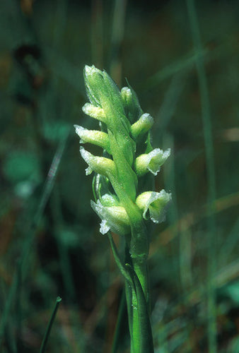 Ladies' Tresses