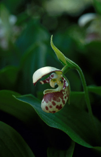 Lady's Slipper