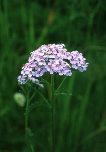 Lavender Yarrow