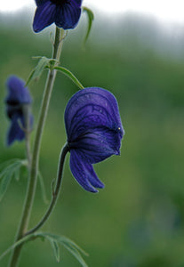 Monkshood