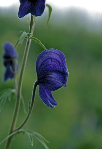 Monkshood