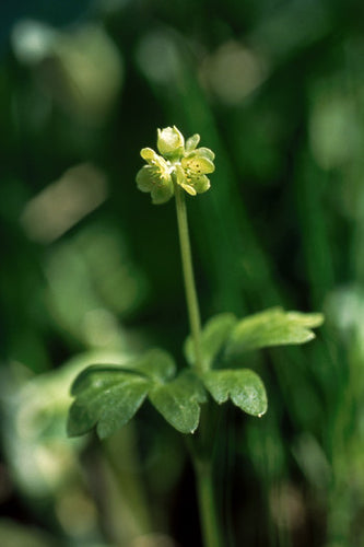 Moschatel