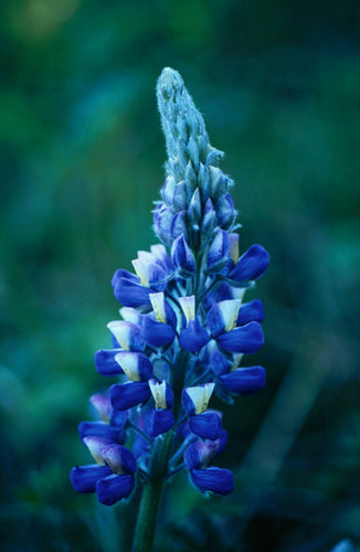 Nootka Lupine