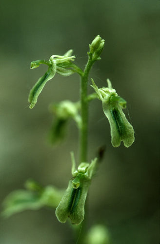 Northern Twayblade